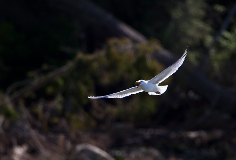 Gull With Clam